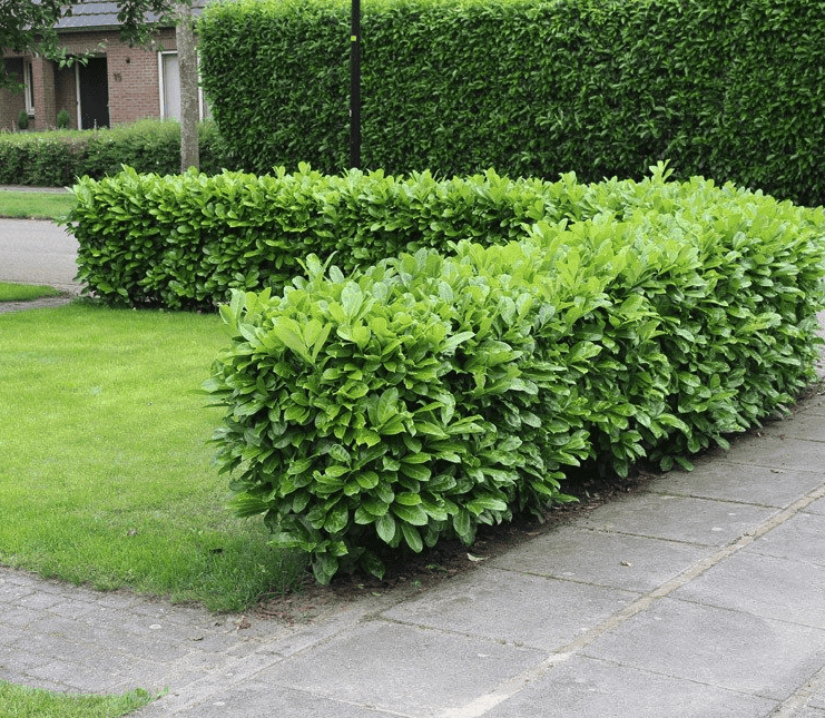 Lage haag voortuin