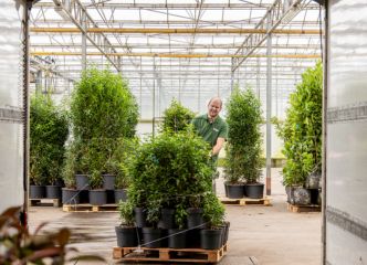 Planten worden klaargezet voor transport