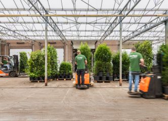 Planten worden gereed gemaakt voor transport