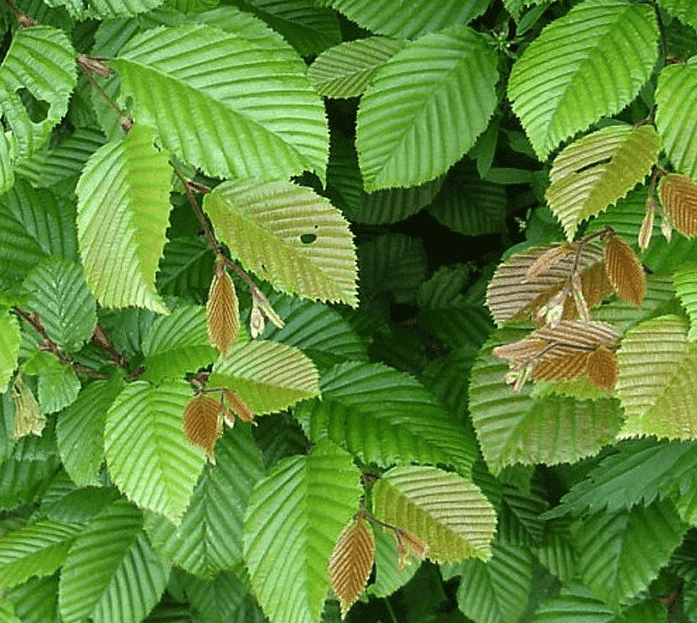 Wanneer kan ik mijn bomen snoeien?