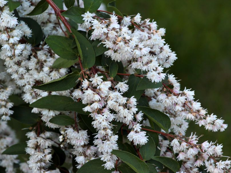 Bruidsbloem snoeien: Zo doe je dat!