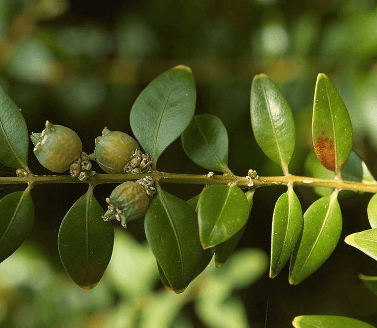 Buxus_planten_wanneer