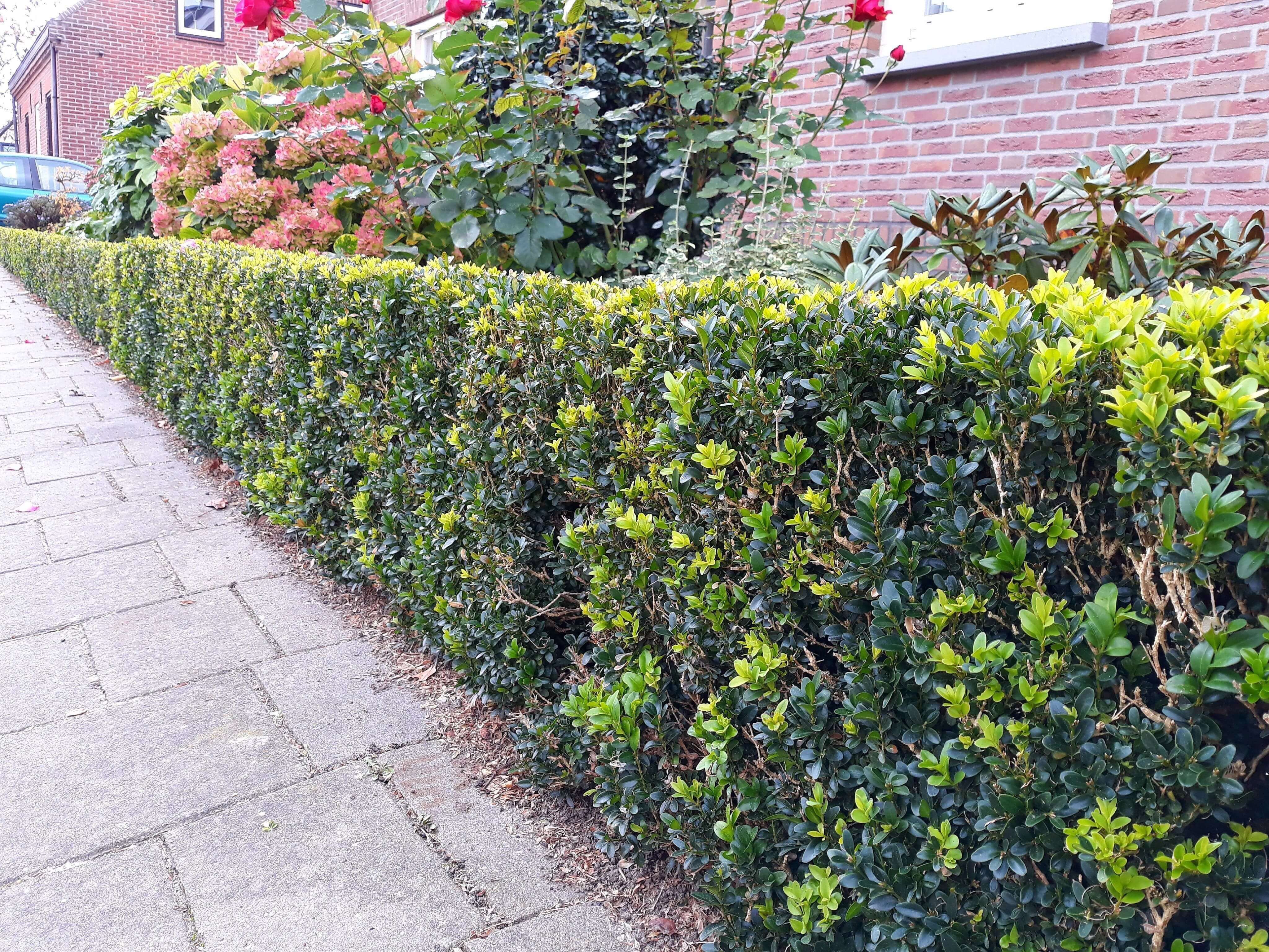 Een buxus verplaatsen: hoe, wat en wanneer?