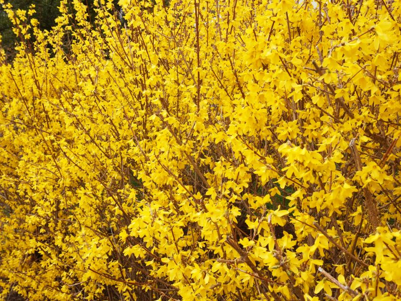 Hoe snoei je jouw forsythia voor de mooiste bloei?