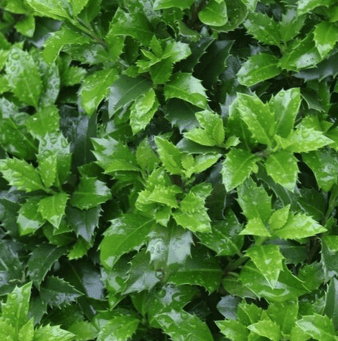 Groenblijvende_vaste_planten