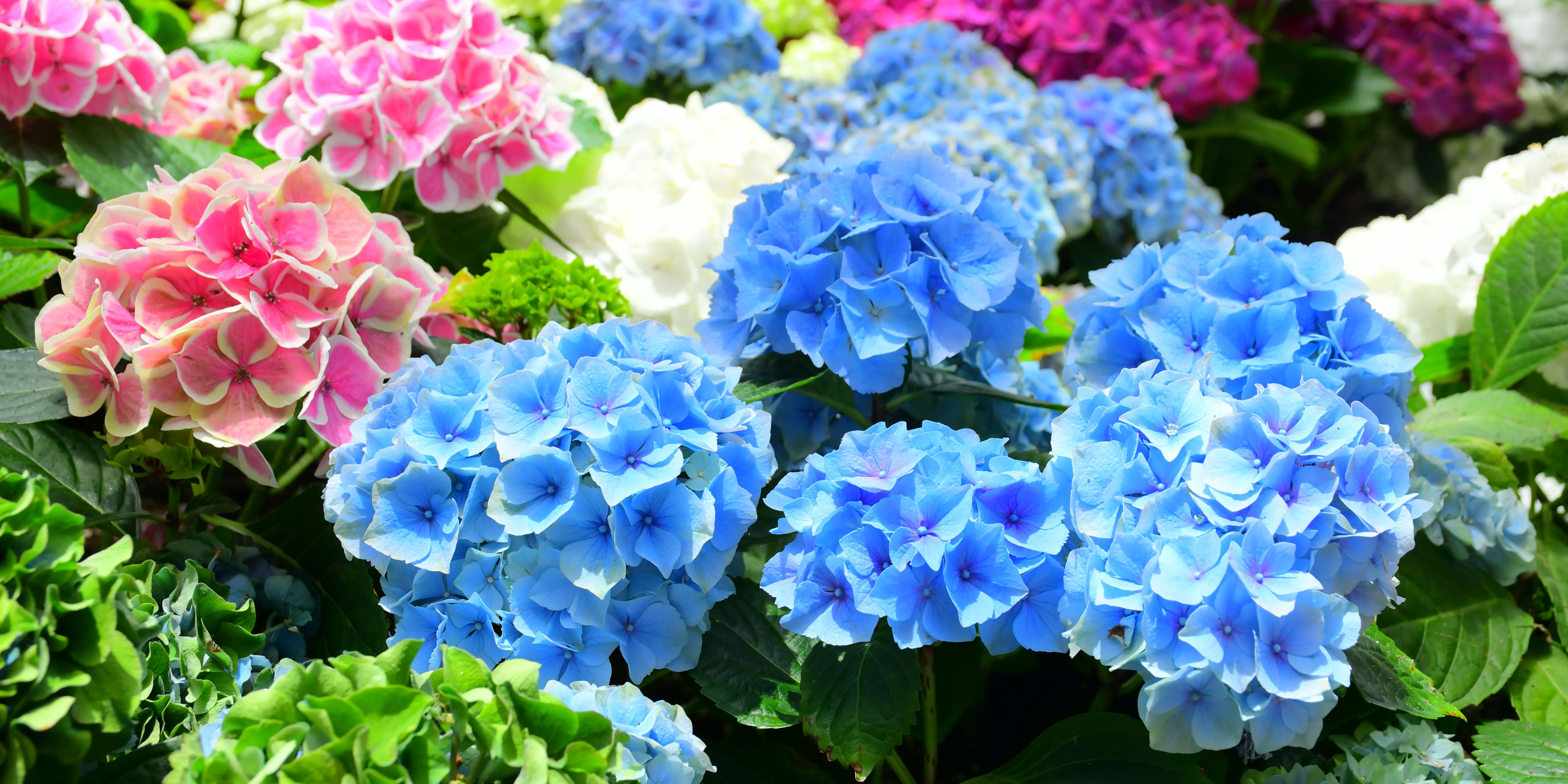 Hortensia snoeien