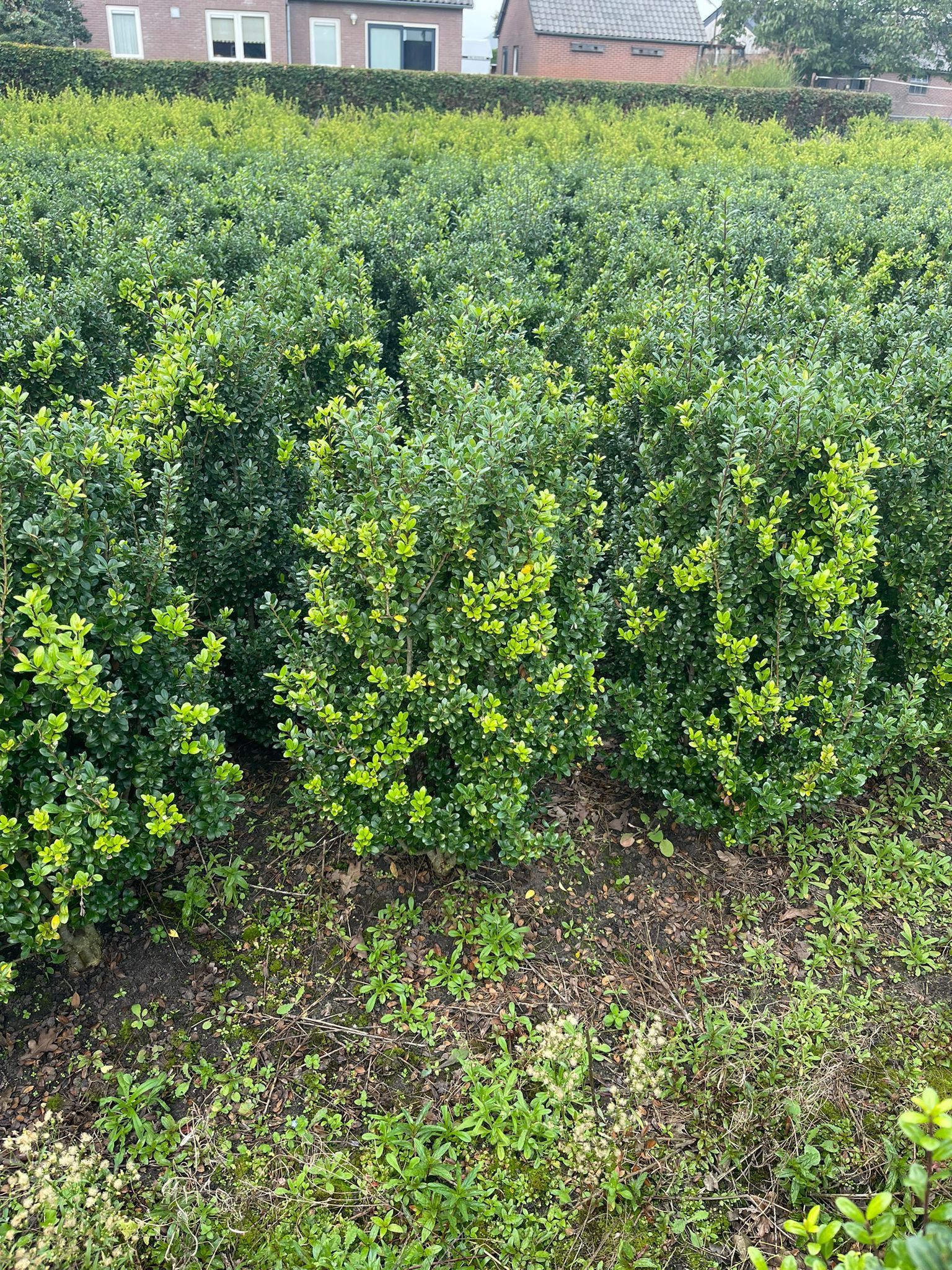 Japanse hulst: Wanneer planten?
