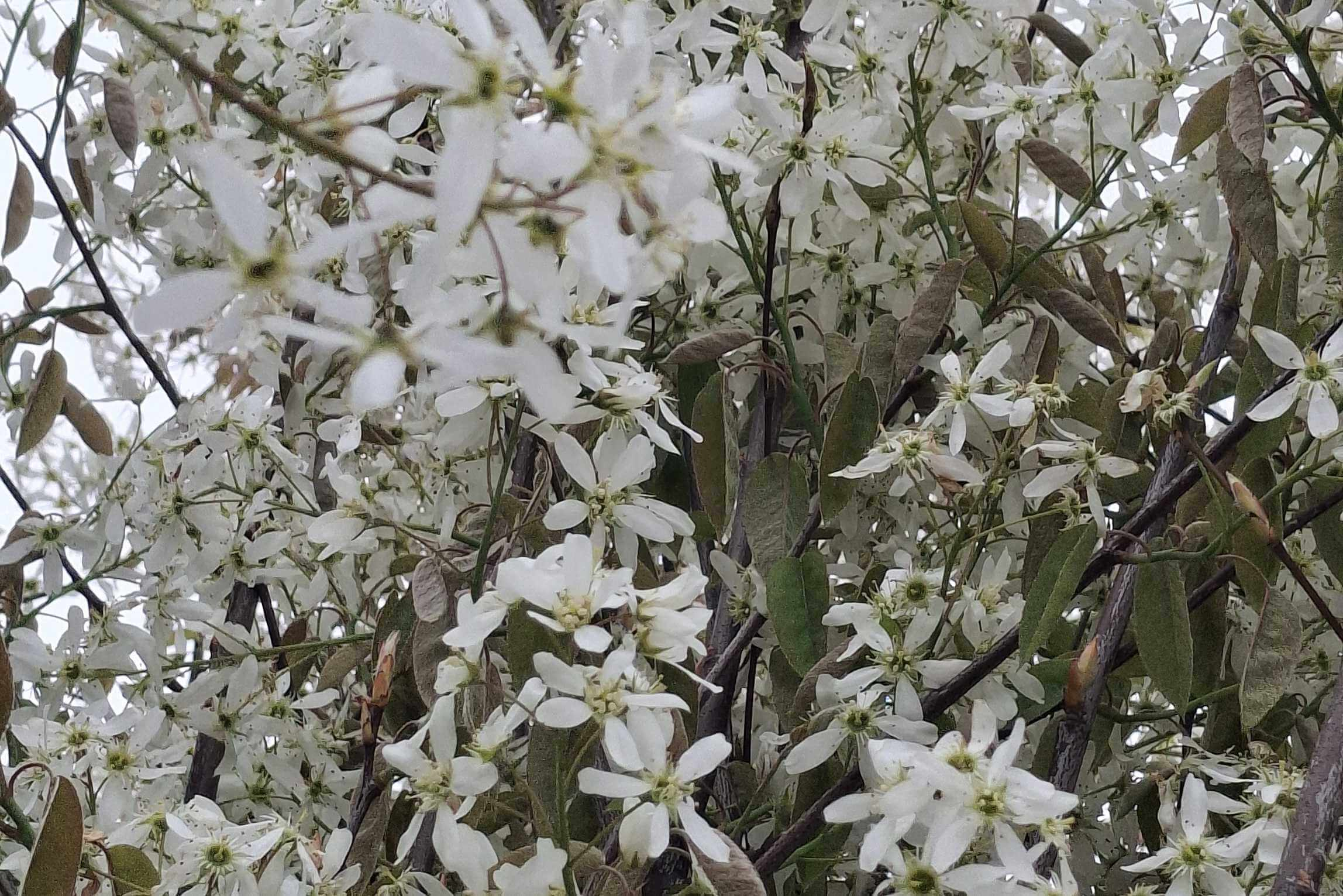 Alles over het snoeien van de krentenboom 