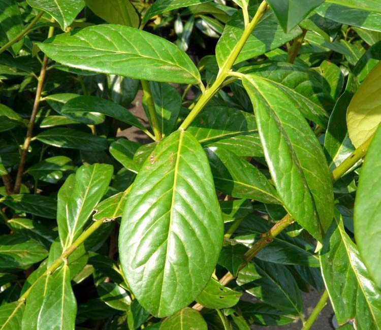 Wat is het verschil tussen de laurier Novita en Rotundifolia?