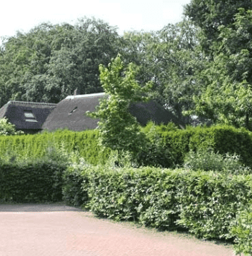 Geen groene vingers? 5x makkelijke haagplanten