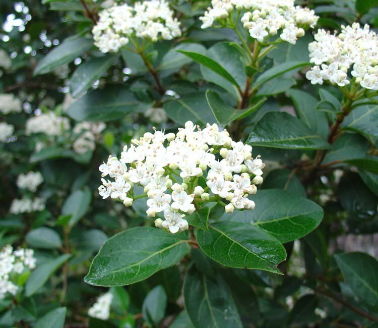 Top 5 mediterrane planten