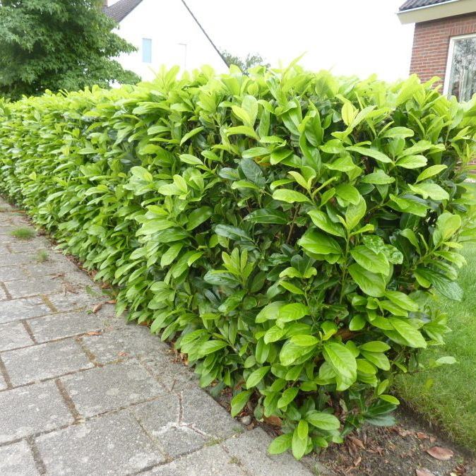 Mooiste groenblijvende planten