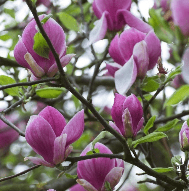 Nieuwe tuin aanleggen