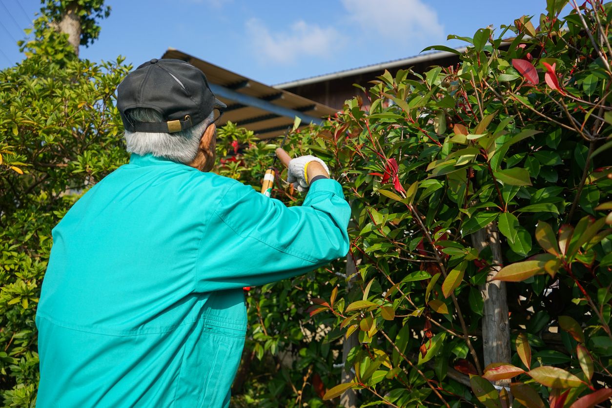 Tips om uw glansmispel ‘Red Robin’ te snoeien
