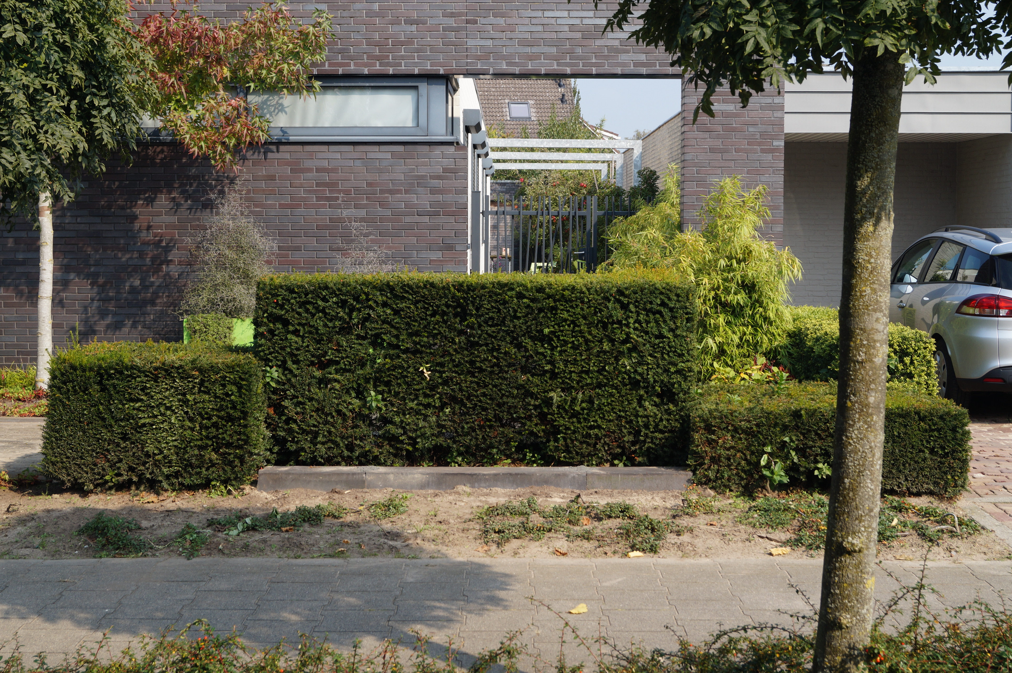 Taxus snoeien