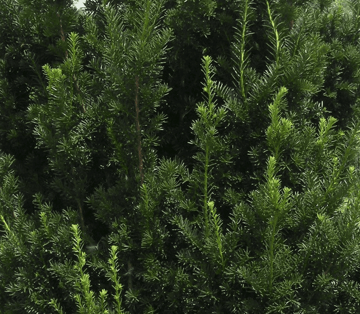 Tuinonderhoud: verzorging Taxus