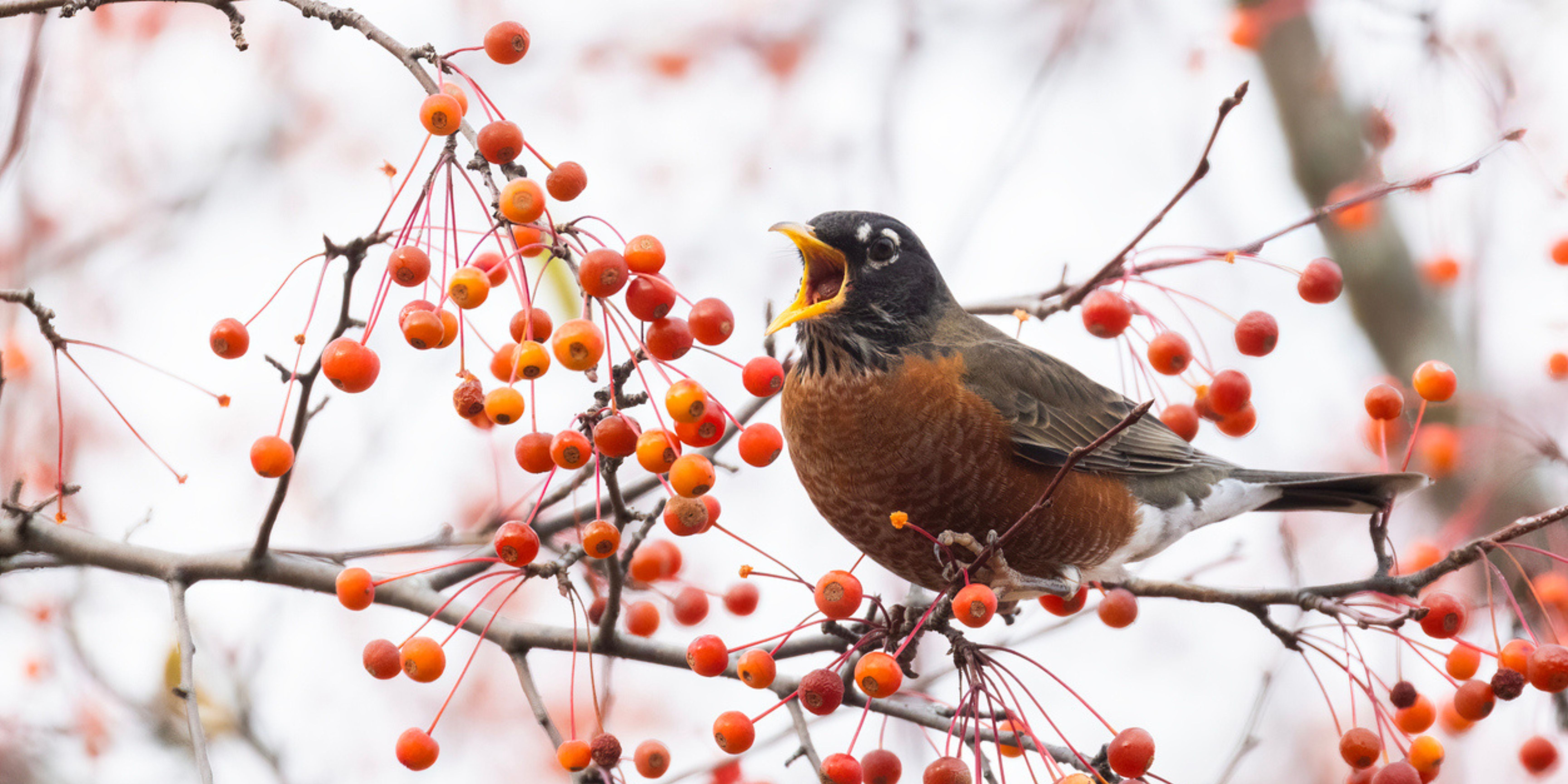 Vogelvriendelijke tuin in de winter