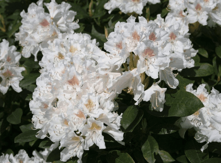 Wanneer Rhododendron snoeien?