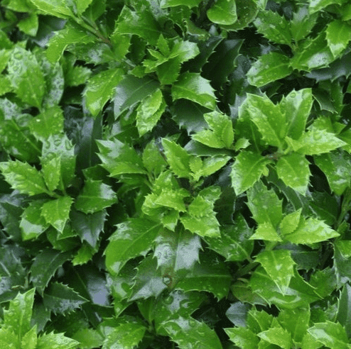 Welke haag kan ik planten?