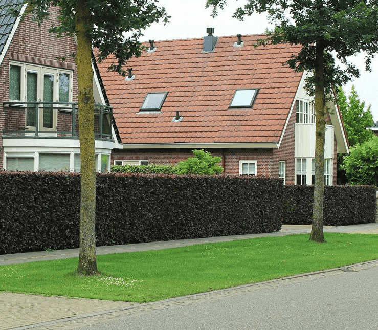 Welke mest voor beukenhaag?