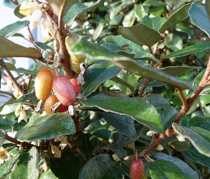Welke winterharde planten zijn groenblijvend?