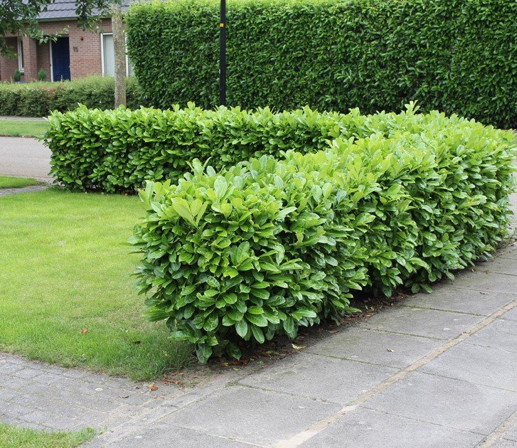 Ideeën voor een lage tuinafscheiding in de voortuin
