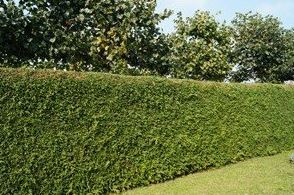 De levensboom: een veelzijdige plant