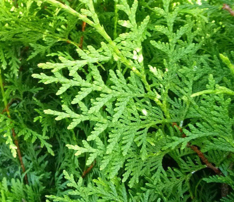 Tuininspiratie: snel groeiende coniferen