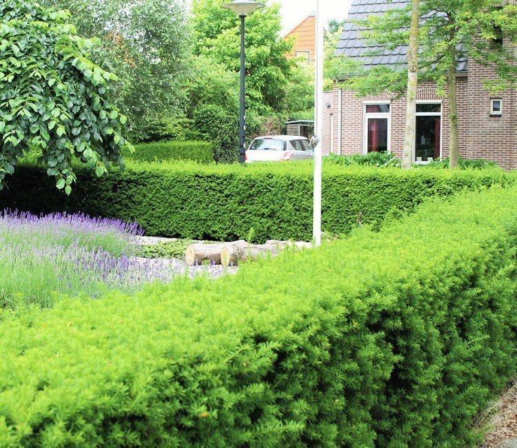 Tuinplanten of struiken voor een onderhoudsvriendelijke tuin