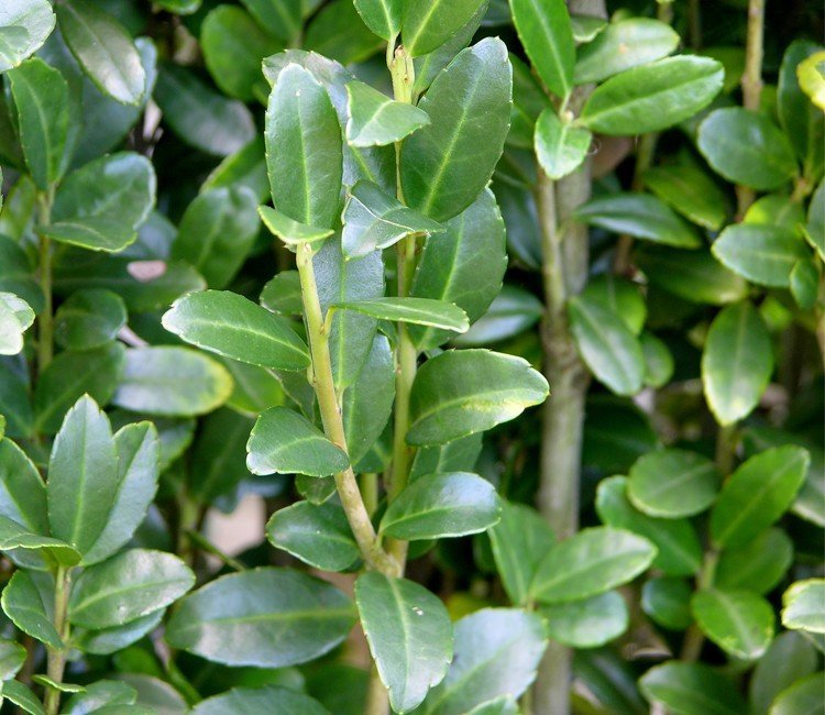 Is de Japanse Hulst een goede vervanger voor de Buxus?
