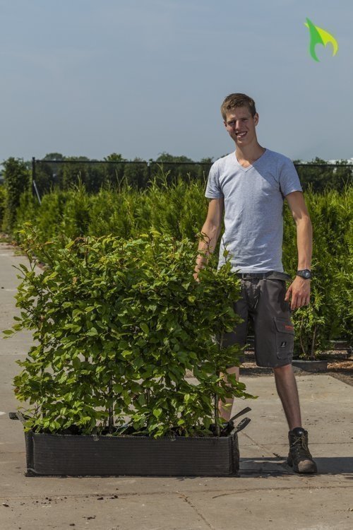 Wanneer kan ik mijn haag planten?