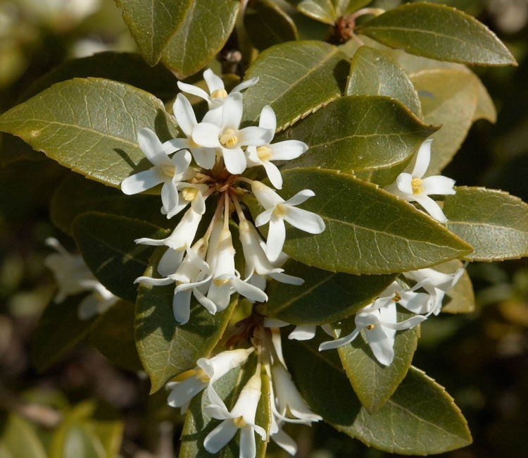 Welke planten bloeien in de lente?
