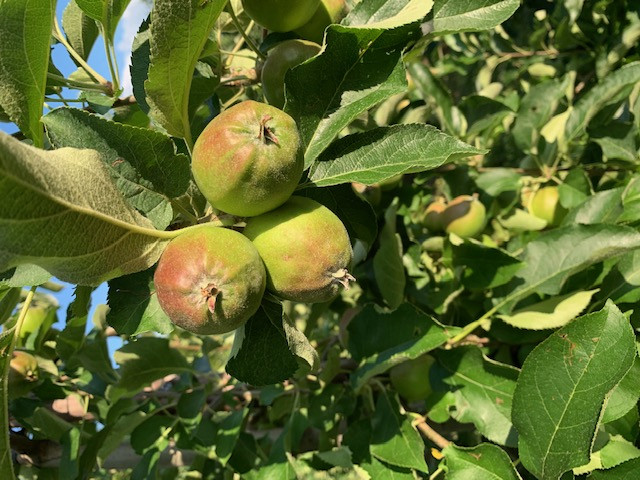 Zelf appels kweken: hoe pakt u het aan?