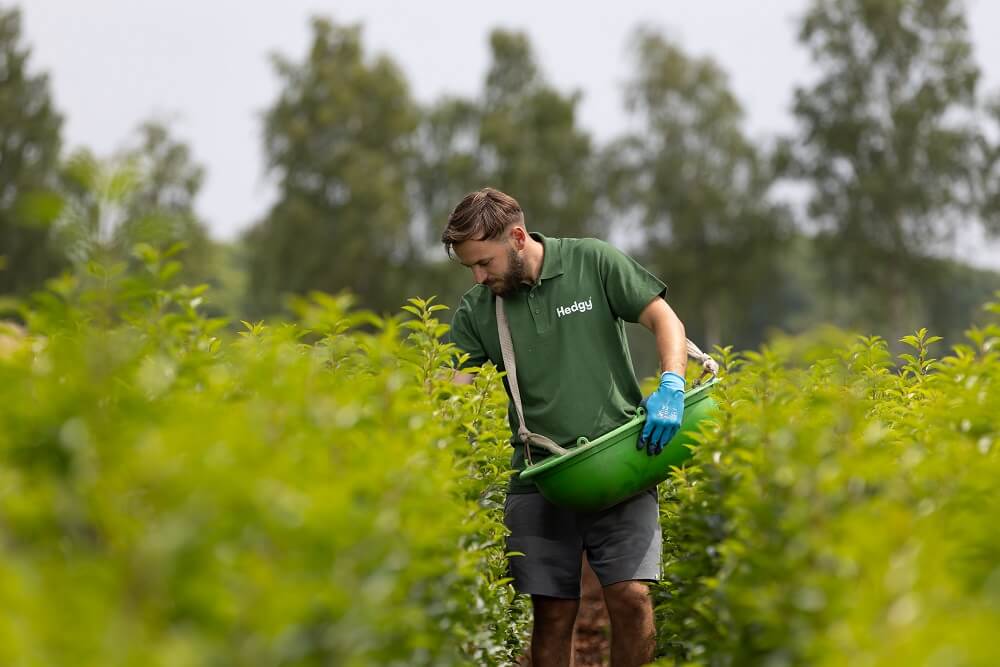 Hagen kwekerij medewerker geeft_ haagplanten extra voeding