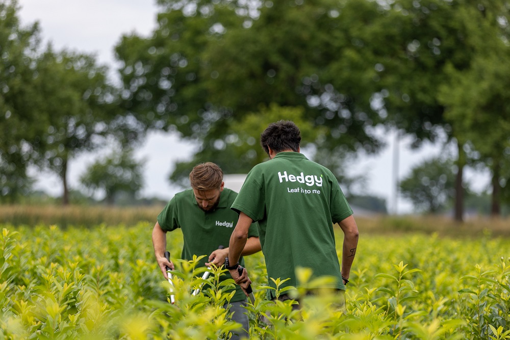 Kwekerij_Medewerkers_Verzorgen_Haagplanten_op_Het_Veld