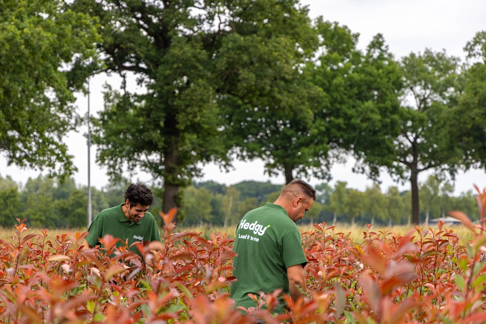 Onderhoudsvriendelijke_Hagen_Op_Een_Plantenkwekerij