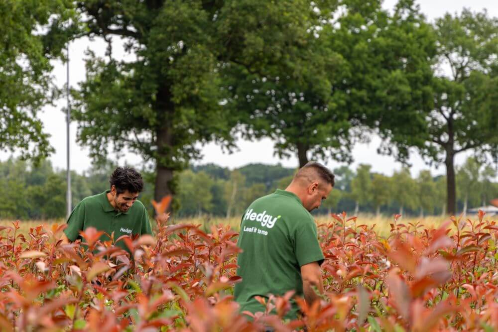 Onderhoudsvriendelijke_Hagen_Op_Een_Plantenkwekerij