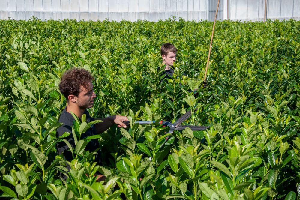 Op de kwekerij de haagplanten onderhouden