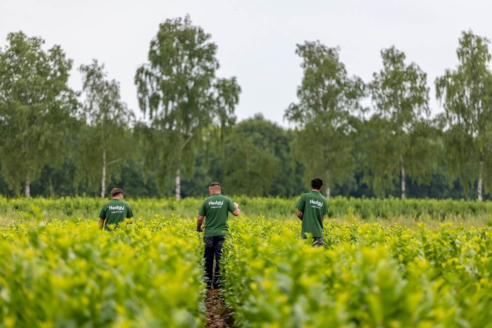 Beukenhaag Beukenhaag