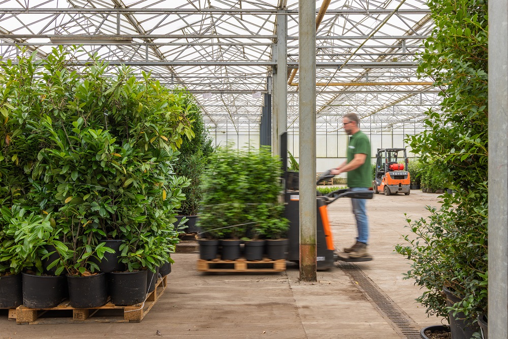 Buxus vervanger Buxus vervanger