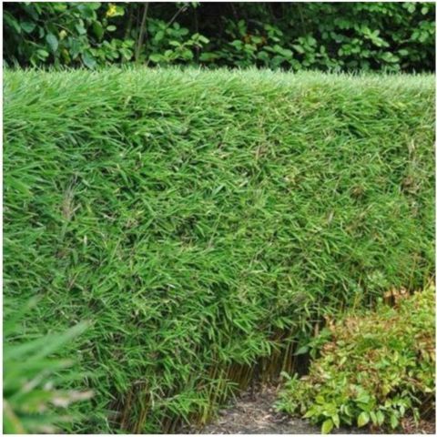 Bamboe fargesia 'Jumbo'