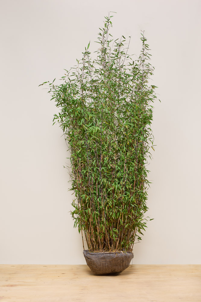 Bamboe kluit 200-225 cm Kluit