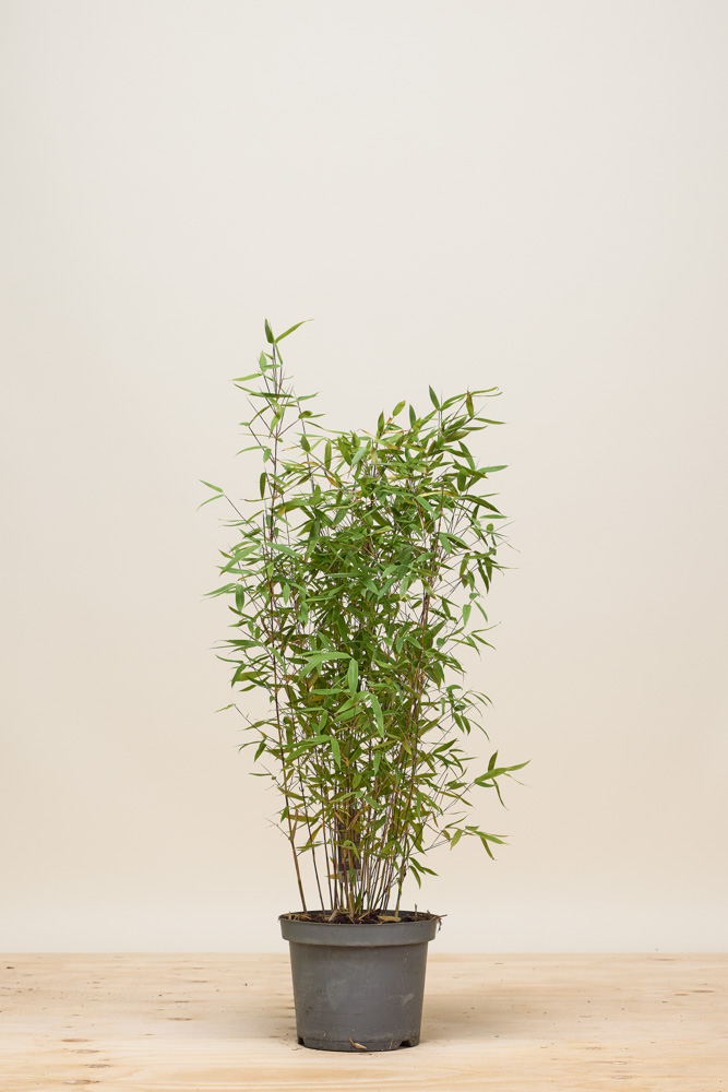 Bamboe pot 100-125 cm Pot