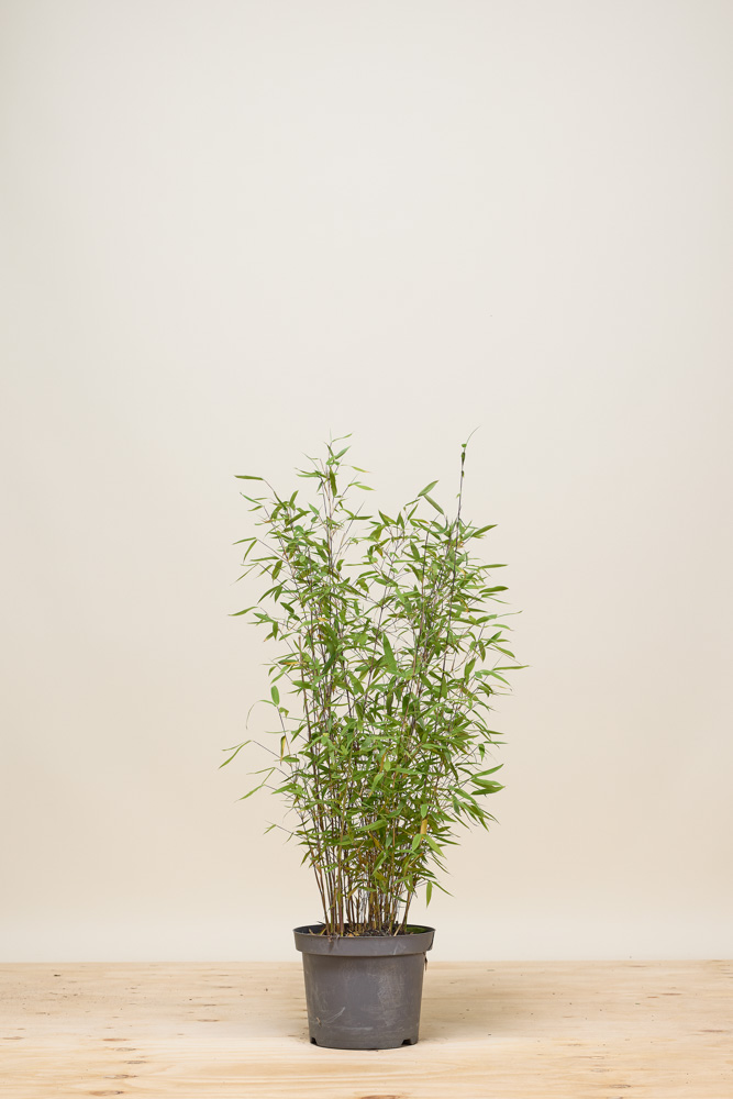 Bamboe pot 80-100 cm Pot
