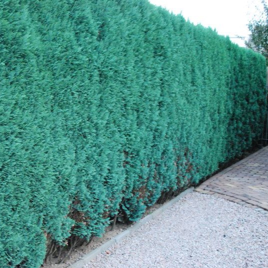 Blauwe Californische cipres