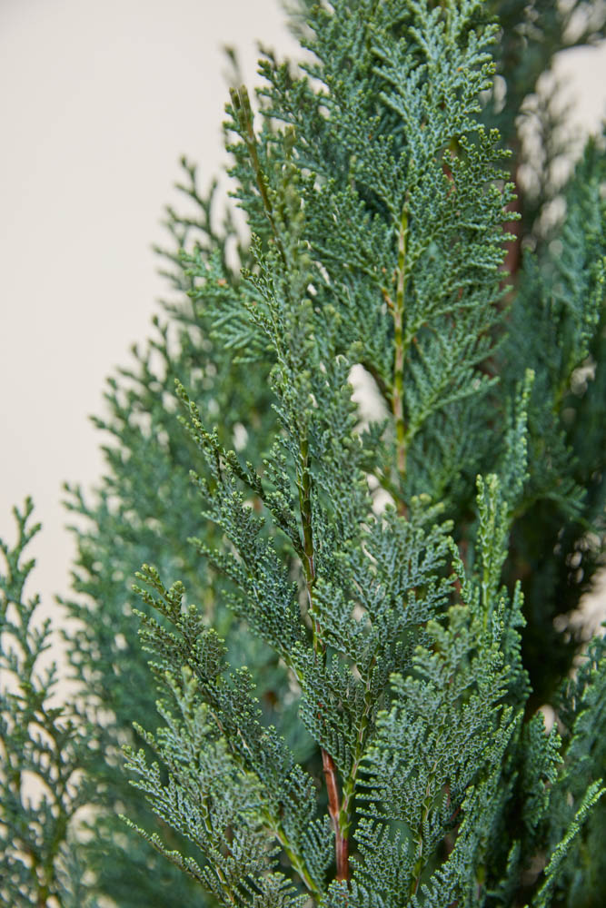 Blauwe-Californische-Cipres-ALG INZ