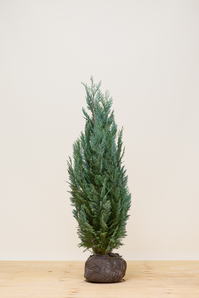 Blauwe Californische cipres kluit 100-125 cm Kluit