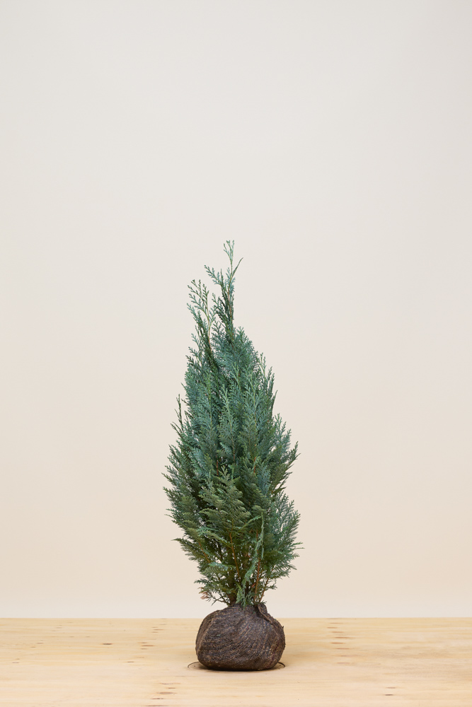 Blauwe Californische cipres kluit 80-100 cm Kluit