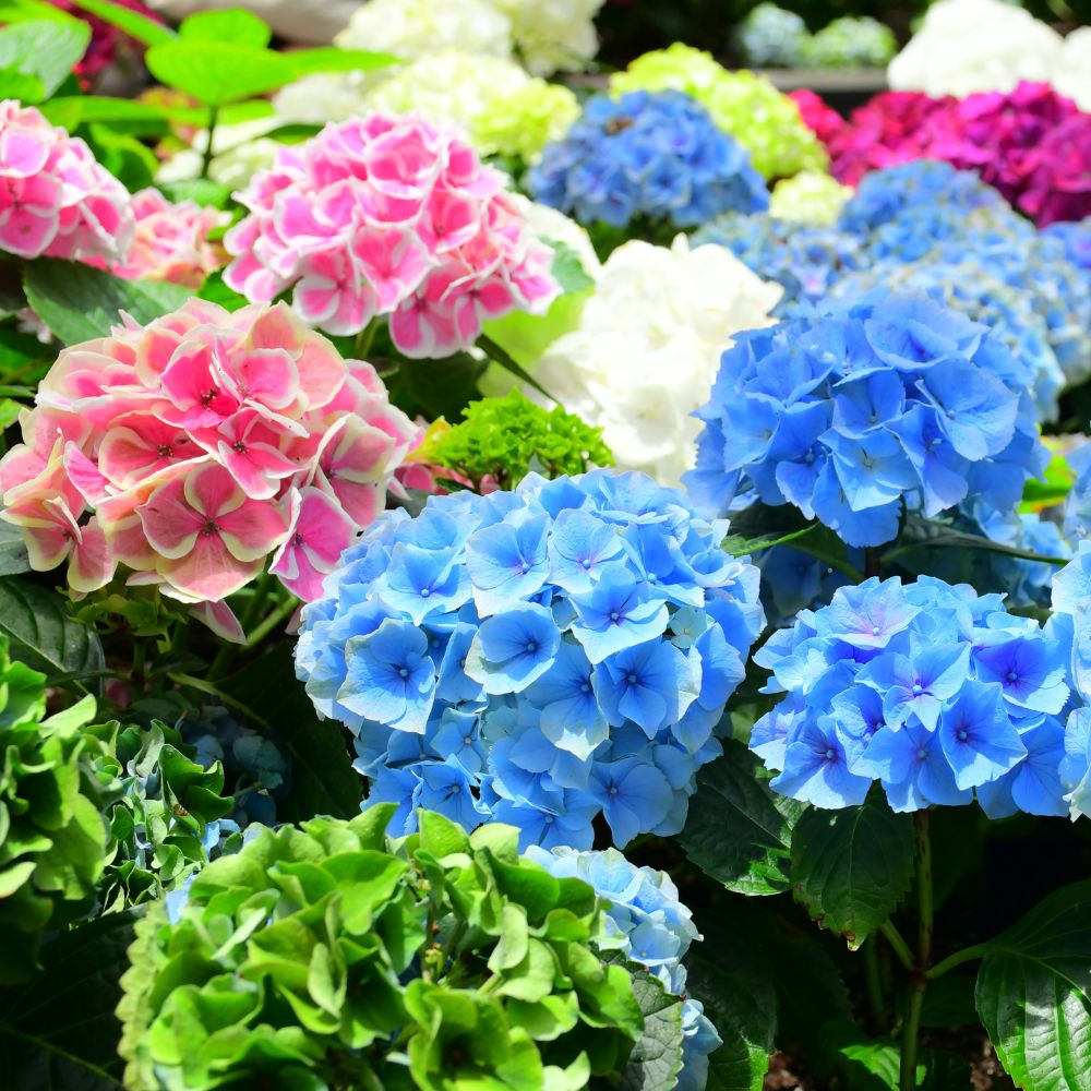 Bolhortensia-Alle-Kleuren-ALG HAAG