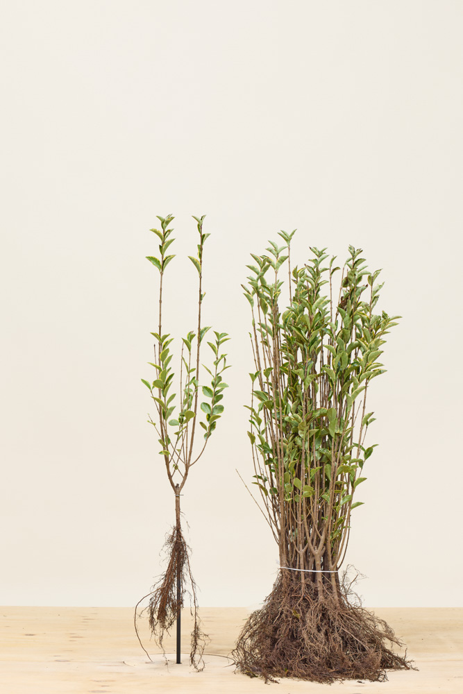 Bonte haagliguster blote wortel 60-80 cm Blote wortel